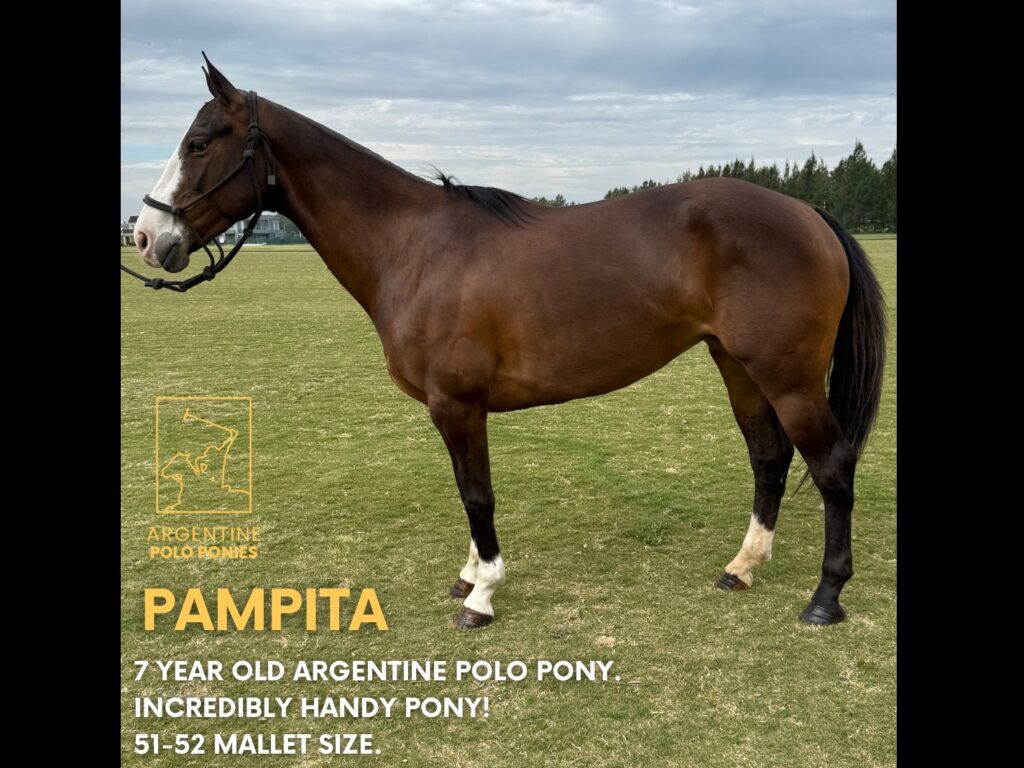 Pampita